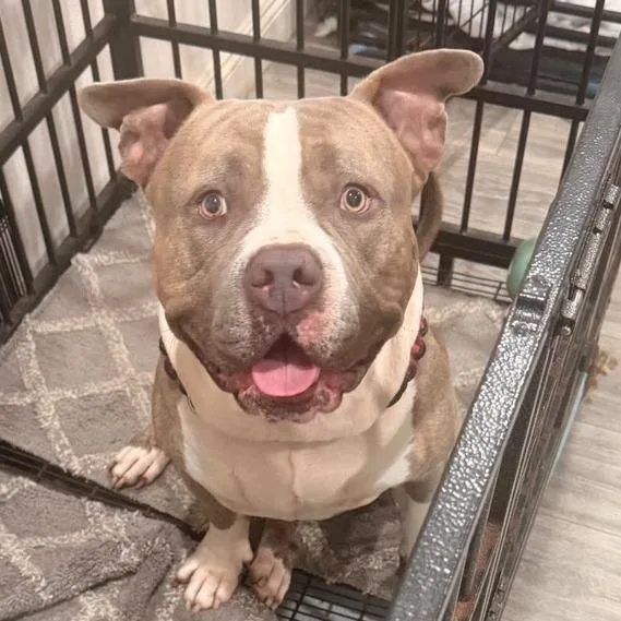 An adult large-sized male Pit Bull Terrier dog named Hercules for adoption in Riverside, CA