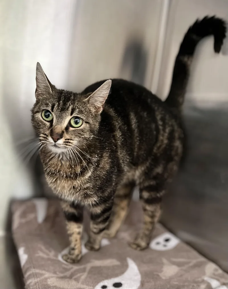 An adult medium-sized female Tabby (Brown / Chocolate) Domestic Short Hair cat named Pesto for adoption in Seville, OH