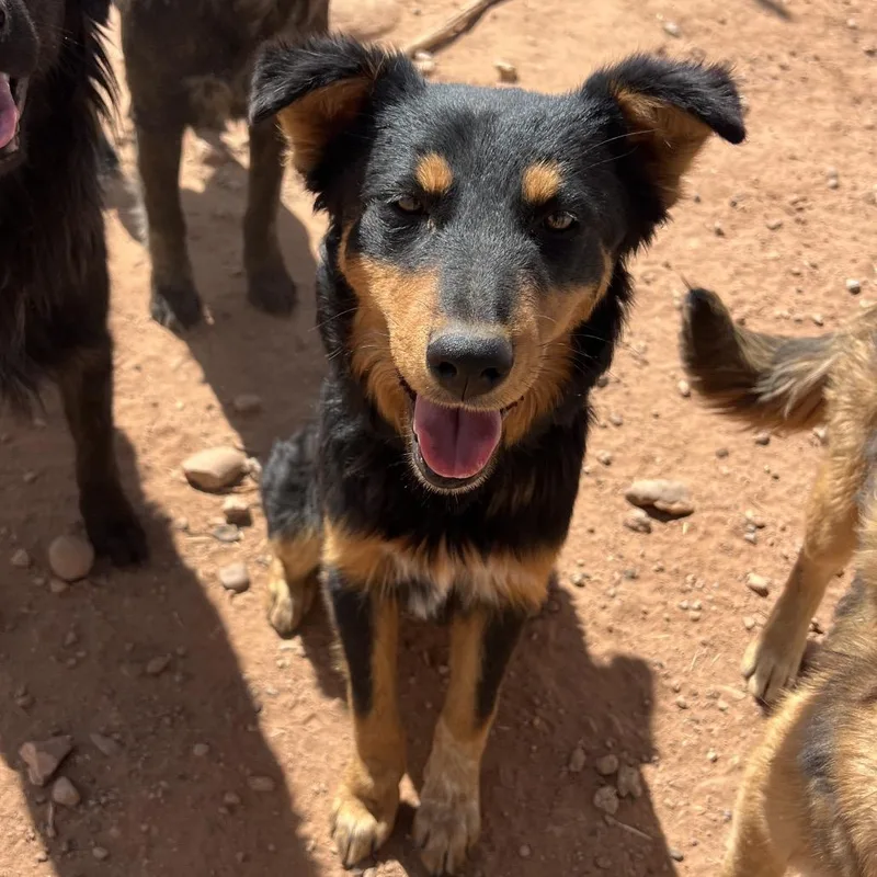 An adult medium-sized female Black Mixed Breed dog named Dairy Free for adoption in Moab, UT