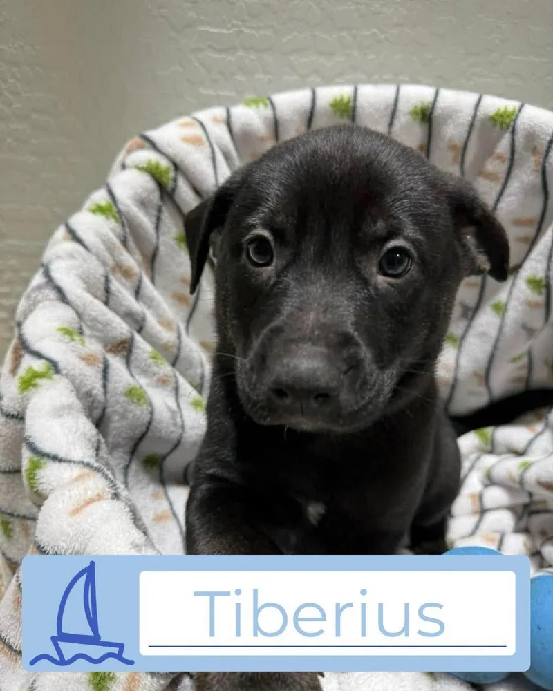 A young large-sized male Black Dutch Shepherd dog named Tori  Boy  for adoption in Glendale, AZ