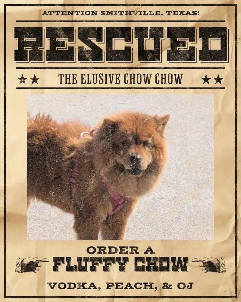 An adult medium-sized female Chow Chow dog named Aubree for adoption in Houston, TX