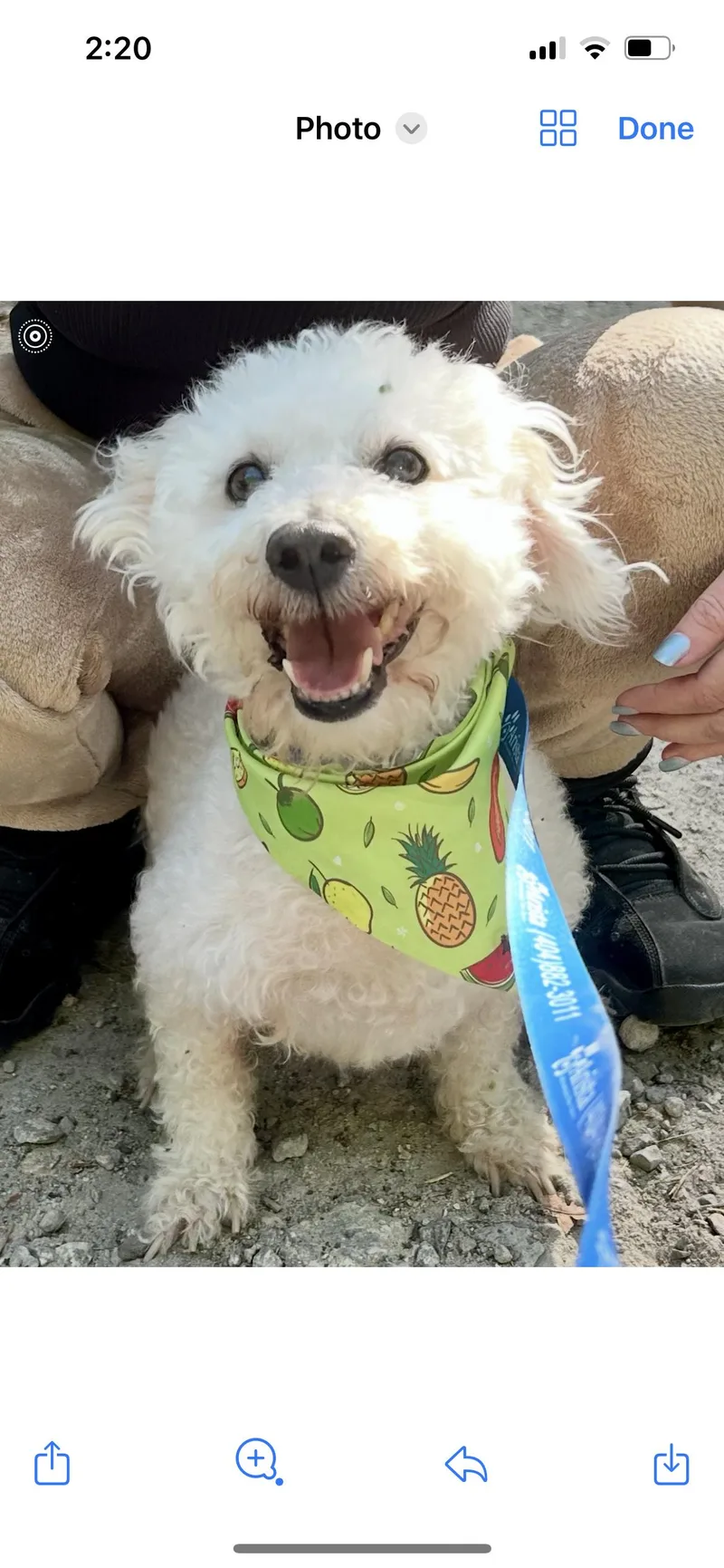 An adult small-sized male Bichon Frise dog named Teddy Plunkett for adoption in Saunderstown, RI