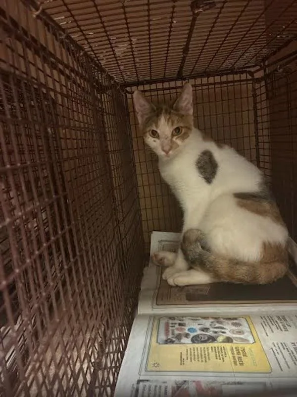 A young small-sized unknown Domestic Short Hair cat named Ms. Golden Week for adoption in Austin, TX