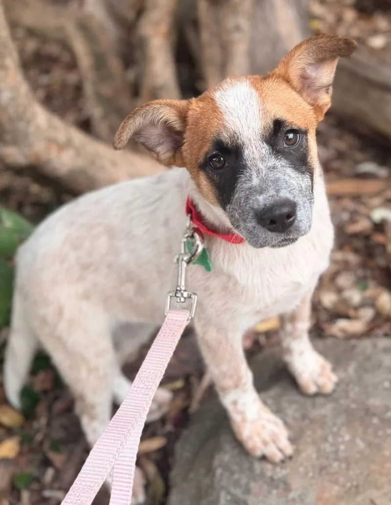 A young medium-sized female Cattle Dog dog named Guernsey for adoption in Sunnyvale, CA