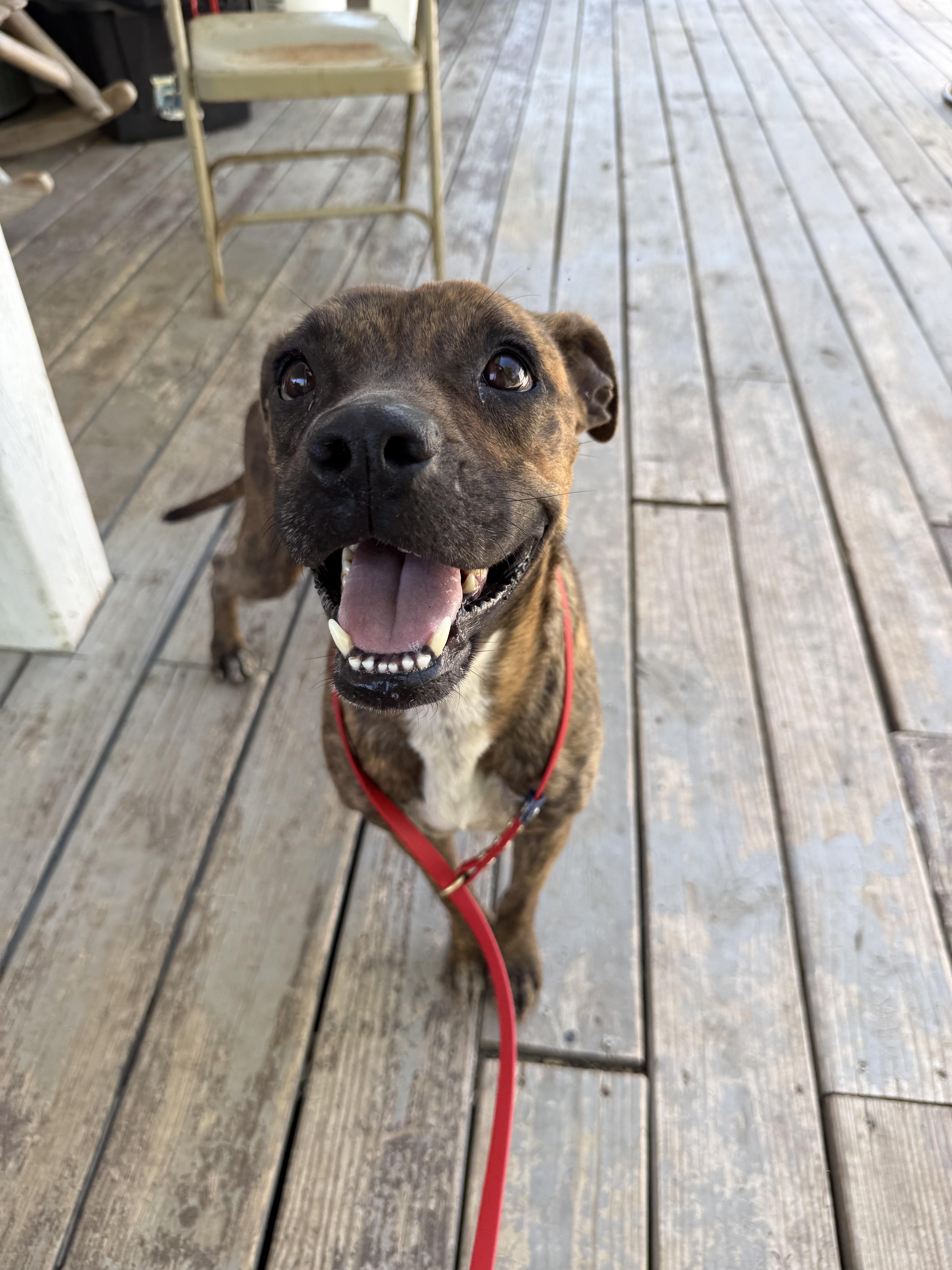 A young medium-sized female Brindle Boxer dog named Athena for adoption in San Antonio, TX