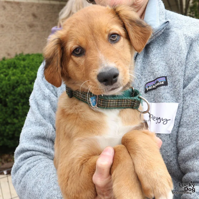 A baby large-sized male Spaniel dog named Chester for adoption in Washington, DC