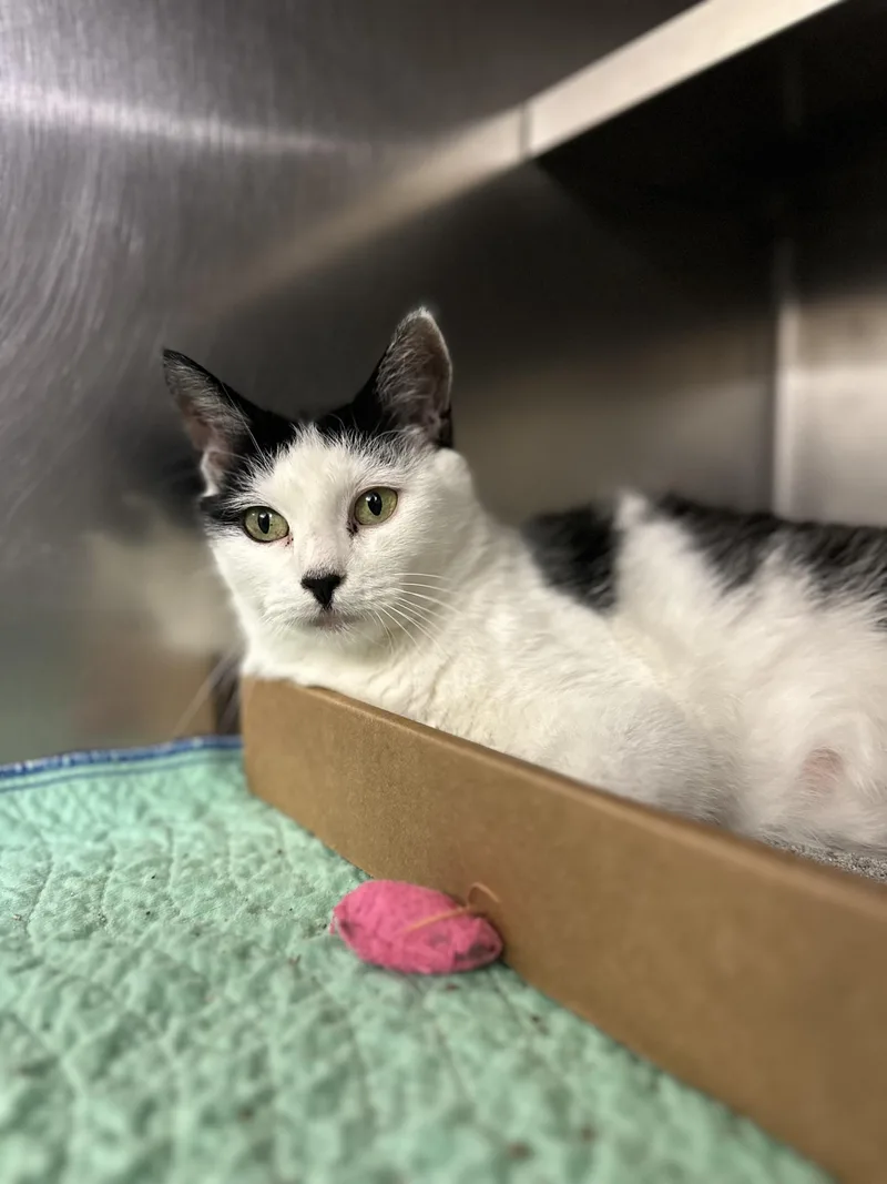 An adult medium-sized female Black & White / Tuxedo Domestic Short Hair cat named Maven for adoption in West Haven, CT