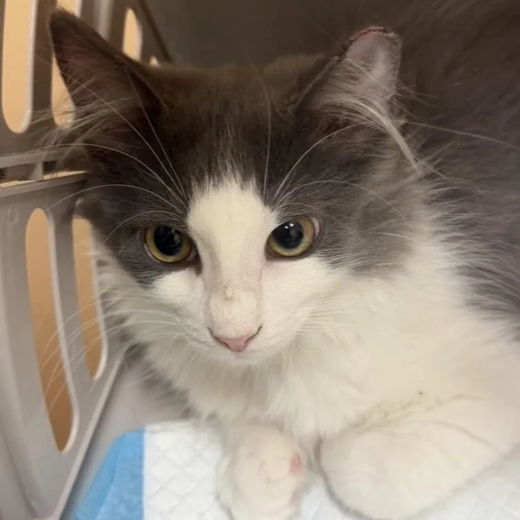 A baby small-sized male Gray / Blue / Silver Domestic Medium Hair cat named Sonny for adoption in Midland, TX