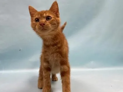 A baby small-sized male Domestic Short Hair cat named Jr for adoption in Coon Rapids, MN