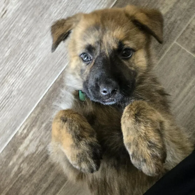 A baby medium-sized female Shepherd dog named Sequoia for adoption in Normal, IL
