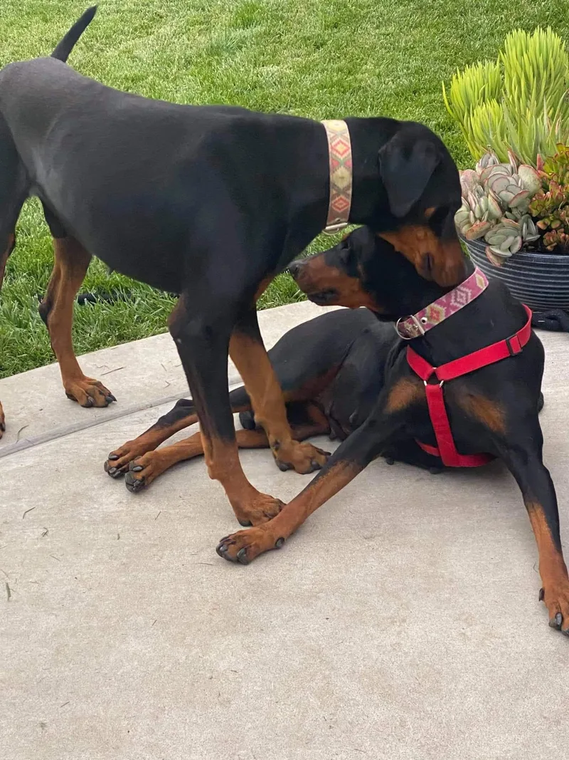 An adult large-sized male Doberman Pinscher dog named Bradley for adoption in Escondido, CA