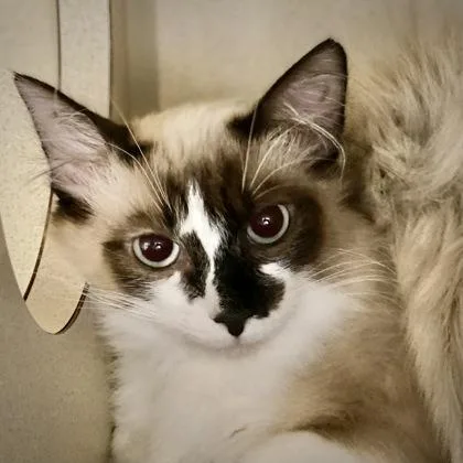 Cutie