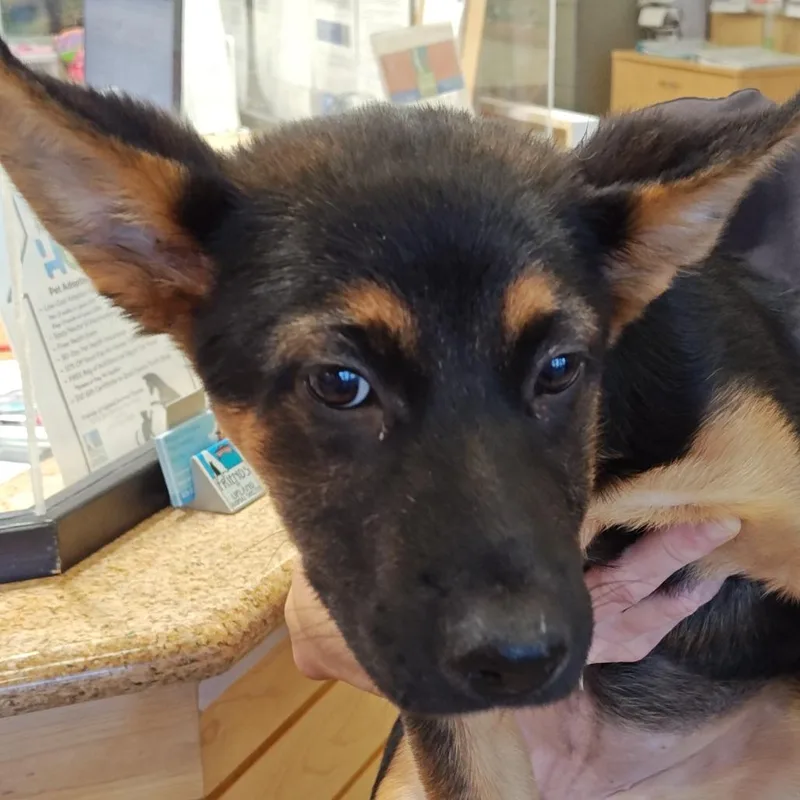 A baby small-sized female Black German Shepherd Dog dog named Iepastray_ for adoption in Upland, CA