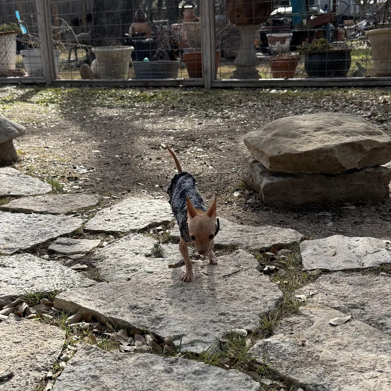 Pip Is Tiny Under thumbnail 2