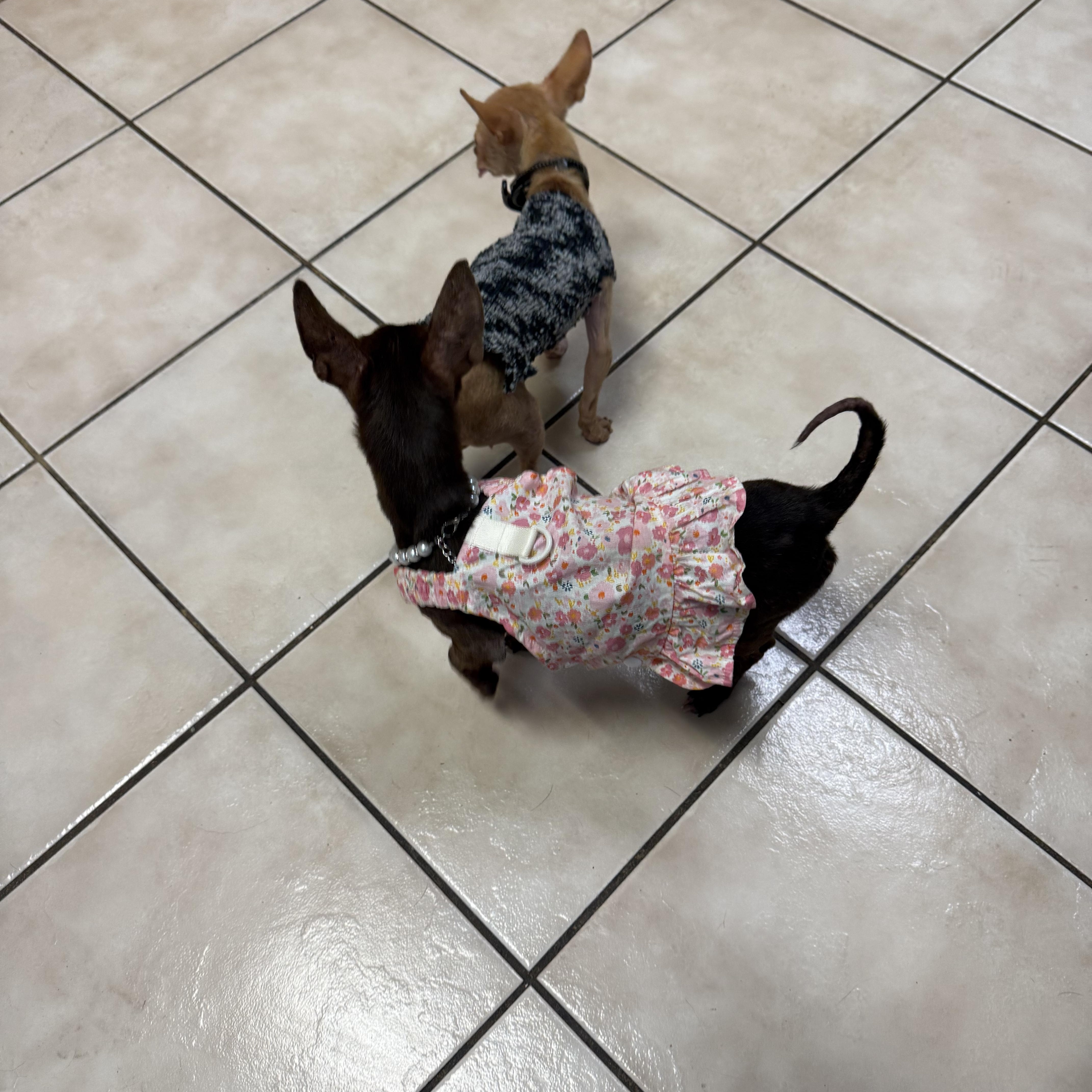 Pip Is Tiny Under thumbnail 3