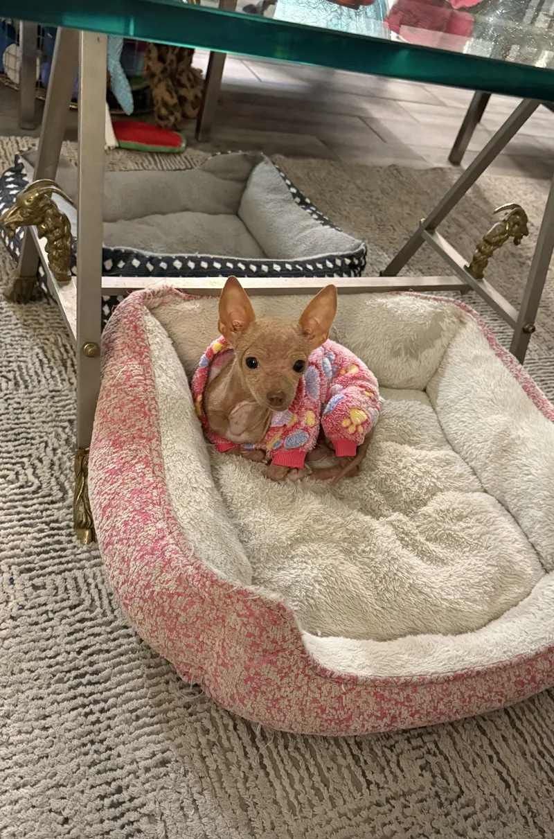 Pip Is Tiny Under thumbnail 5