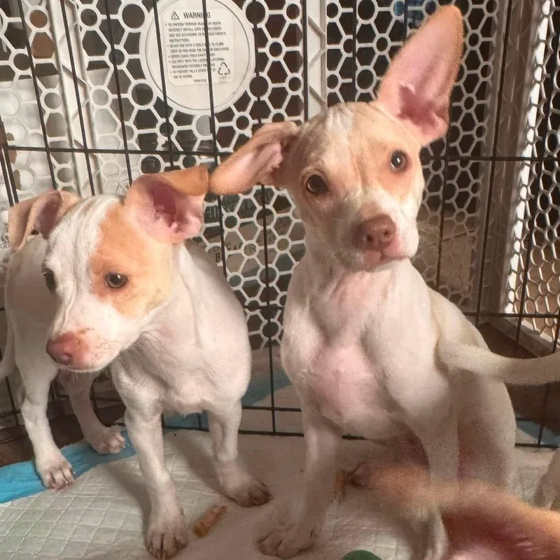 A baby small-sized female White / Cream Chihuahua dog named Daisy for adoption in Allen, TX