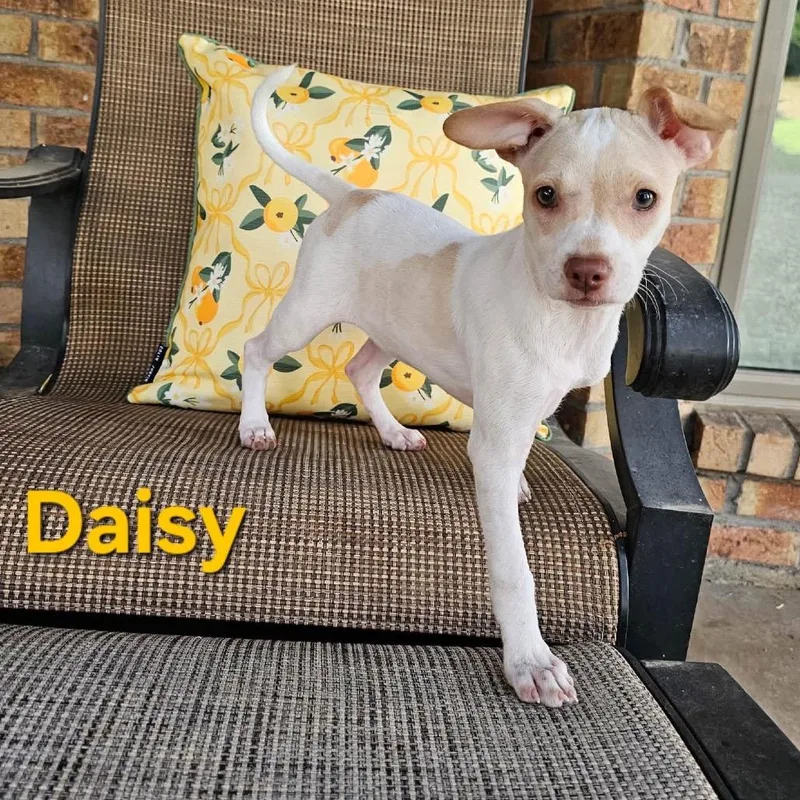 Daisy thumbnail 5