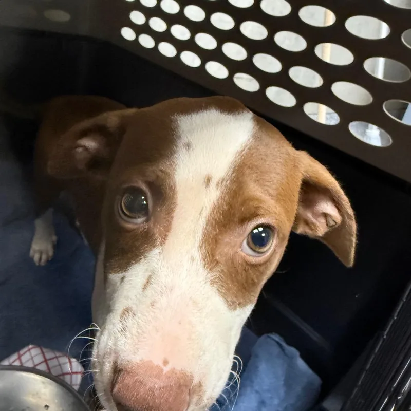 A baby small-sized female Brown / Chocolate Mixed Breed dog named Kiwi for adoption in Greenville, SC