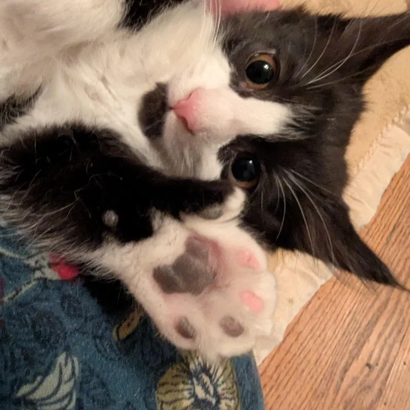 A baby medium-sized female Black & White / Tuxedo Extra-Toes Cat / Hemingway Polydactyl cat named Lucky Extra Toes for adoption in Wyandotte, MI