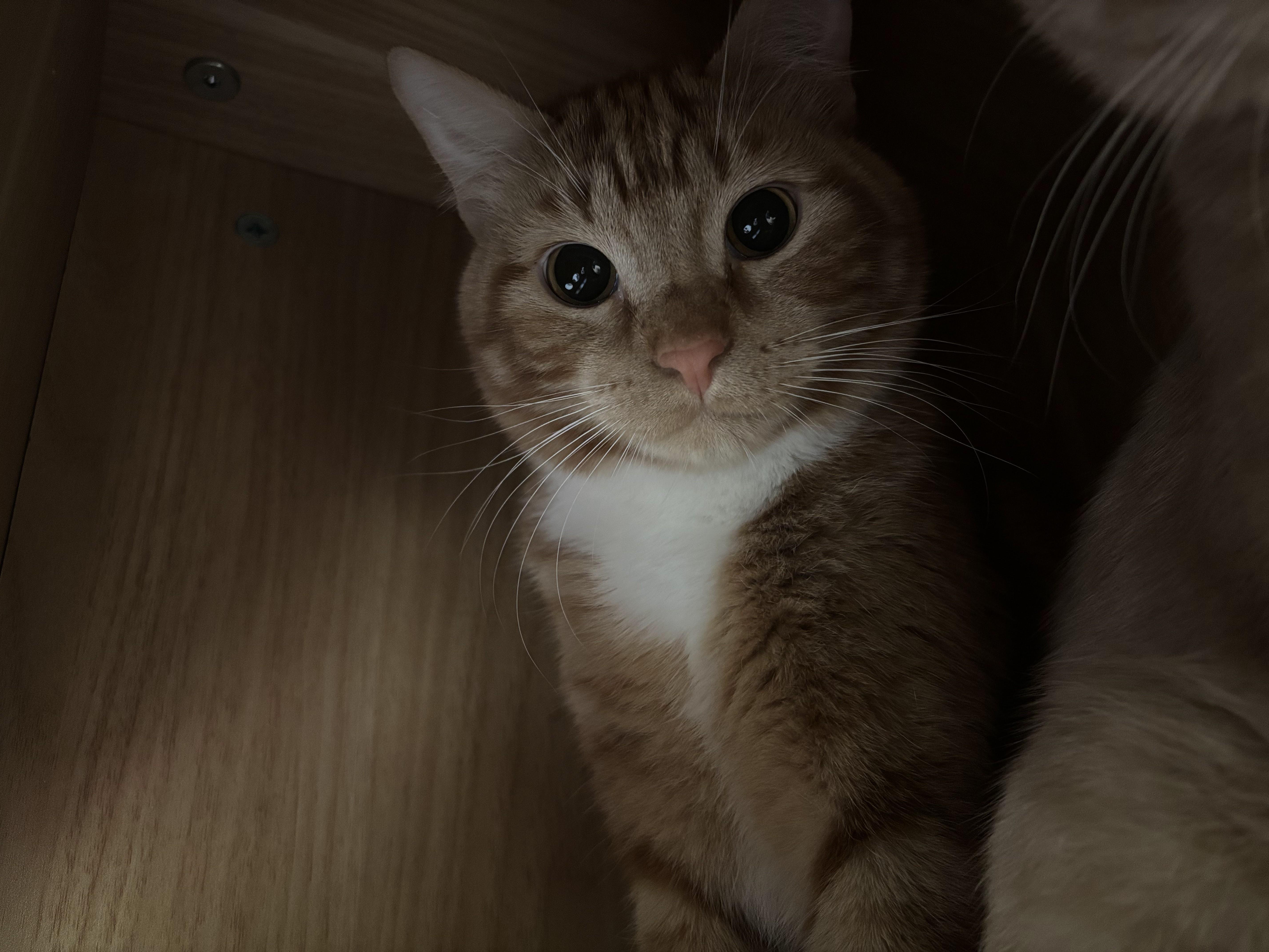 An adult medium-sized male Orange & White Domestic Short Hair cat named Rusty for adoption in The Colony, TX