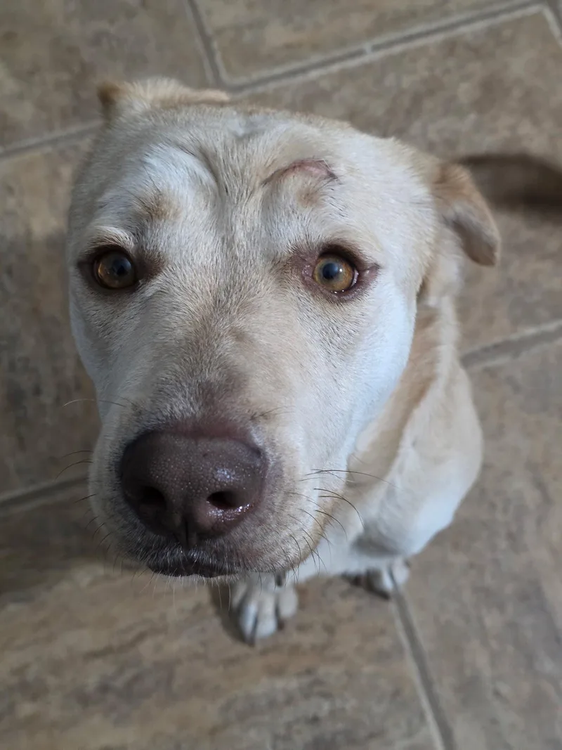 An adult large-sized male Labrador Retriever dog named Butters for adoption in Bloomfield Hills, MI