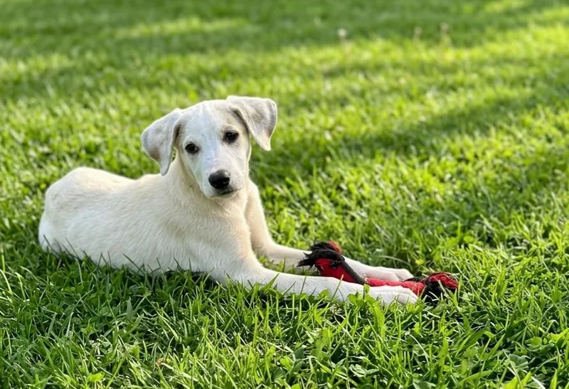A baby large-sized male Labrador Retriever dog named Guthrie for adoption in North Prairie, WI