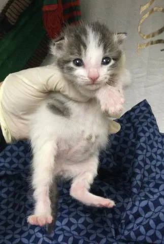 A young small-sized female Domestic Short Hair cat named Cami for adoption in Riverside, CA