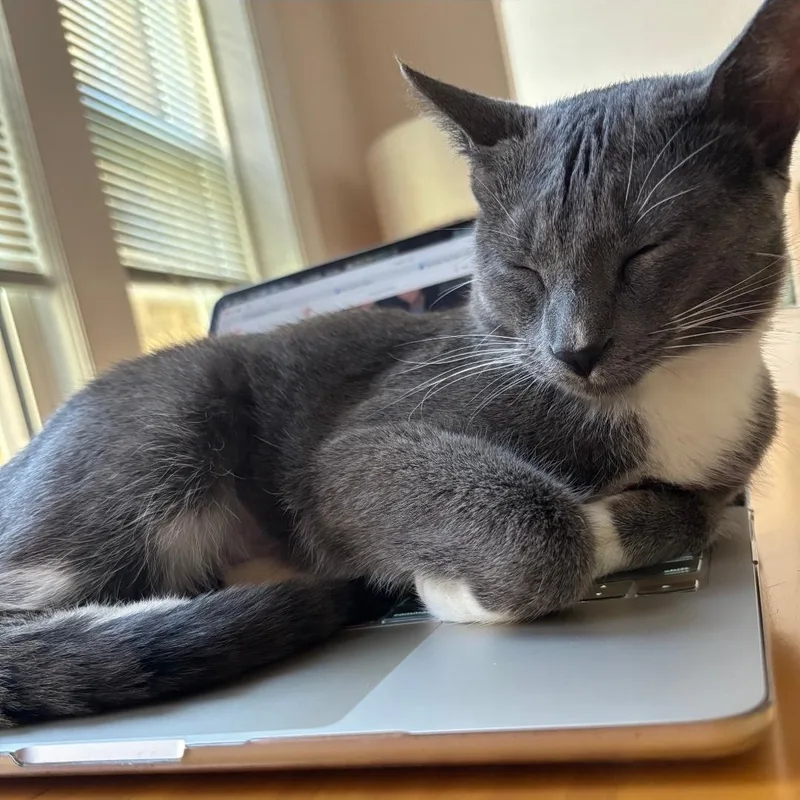 A young medium-sized female Gray & White Domestic Short Hair cat named Gracie for adoption in Chicago, IL