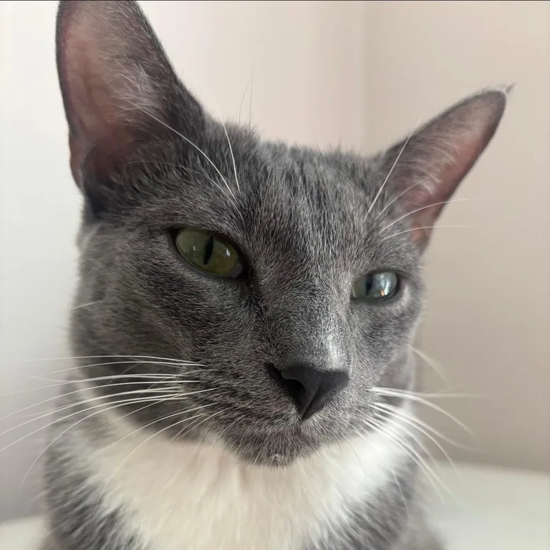 Gracie thumbnail 5