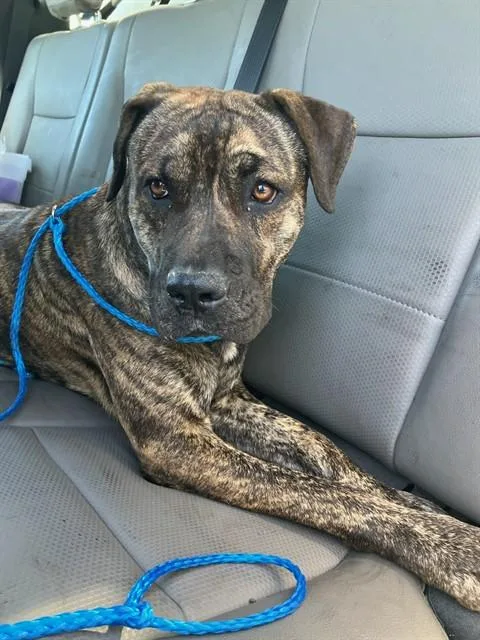 Bruno