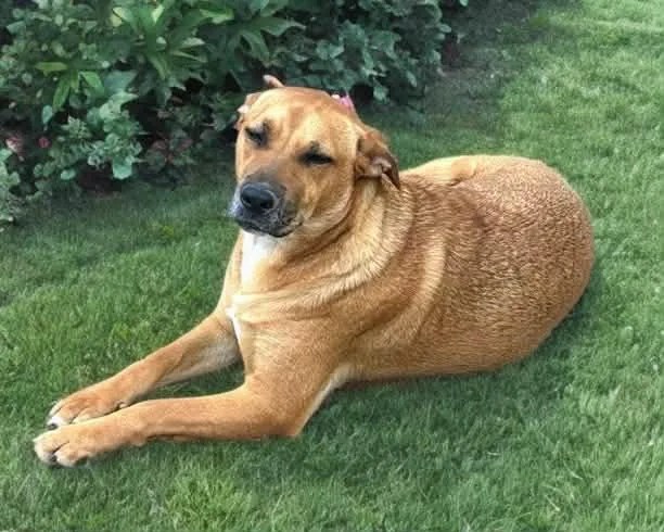 A young medium-sized female Brown / Chocolate Black Mouth Cur dog named Kayla for adoption in Spring, TX