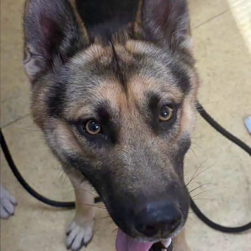 A young medium-sized female Black German Shepherd Dog dog named Millie for adoption in Bowling Green, OH