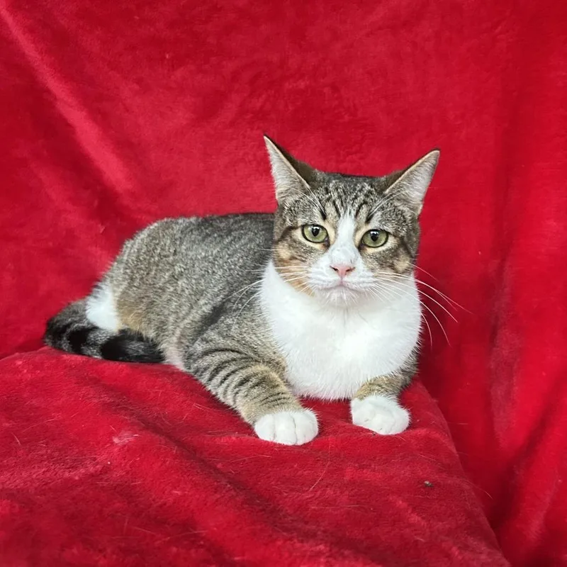 A young large-sized female Brown / Chocolate Domestic Short Hair cat named Hearts for adoption in Conway, NH