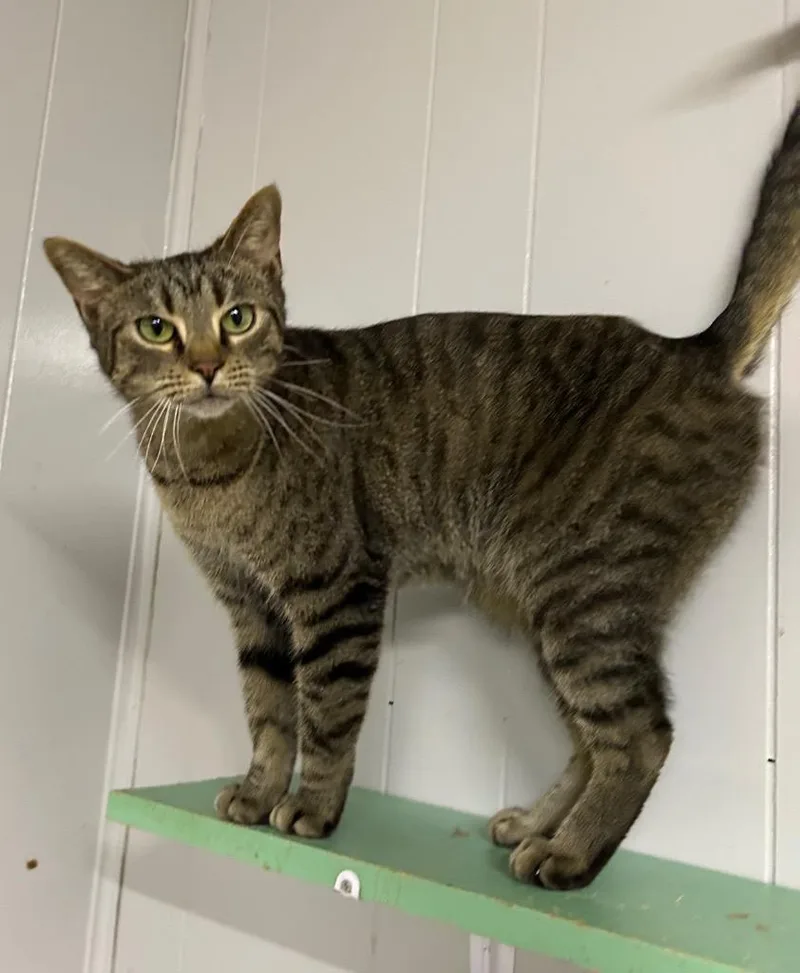 Goose Berry thumbnail 2