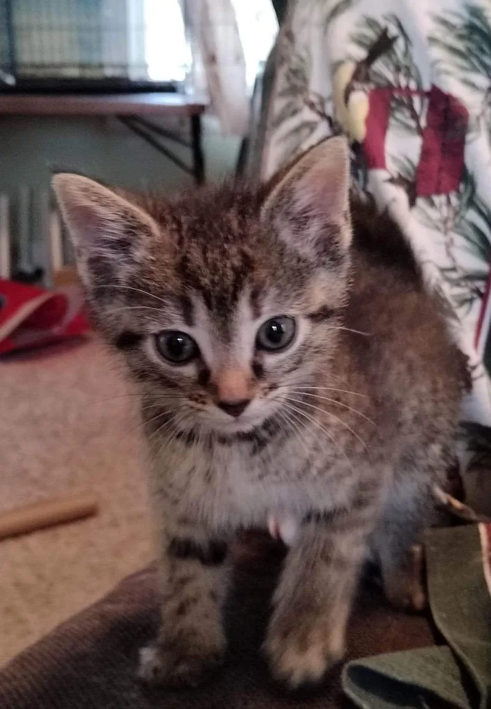 Goose Berry thumbnail 3