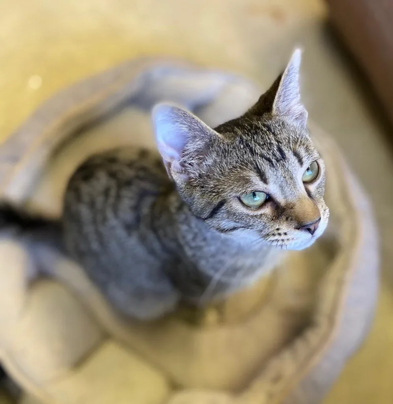 Goose Berry thumbnail 4