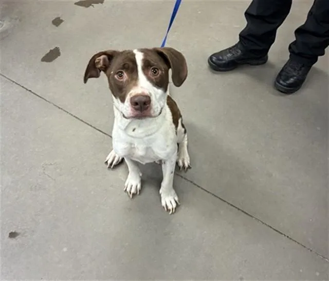 An adult large-sized female Pit Bull Terrier dog named Splash for adoption in Phoenix, AZ