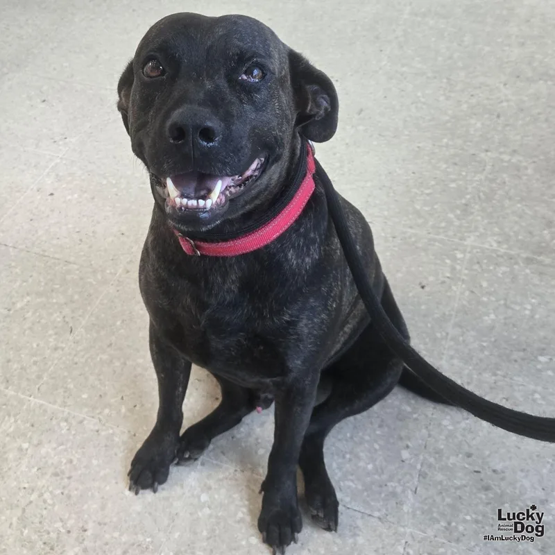 A young large-sized female Labrador Retriever dog named Tigri for adoption in Washington, DC