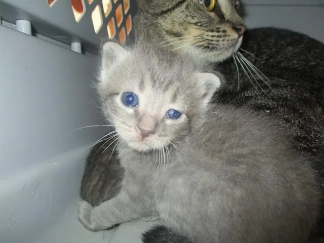 A baby small-sized male Domestic Short Hair cat named Jazz for adoption in Ocala, FL