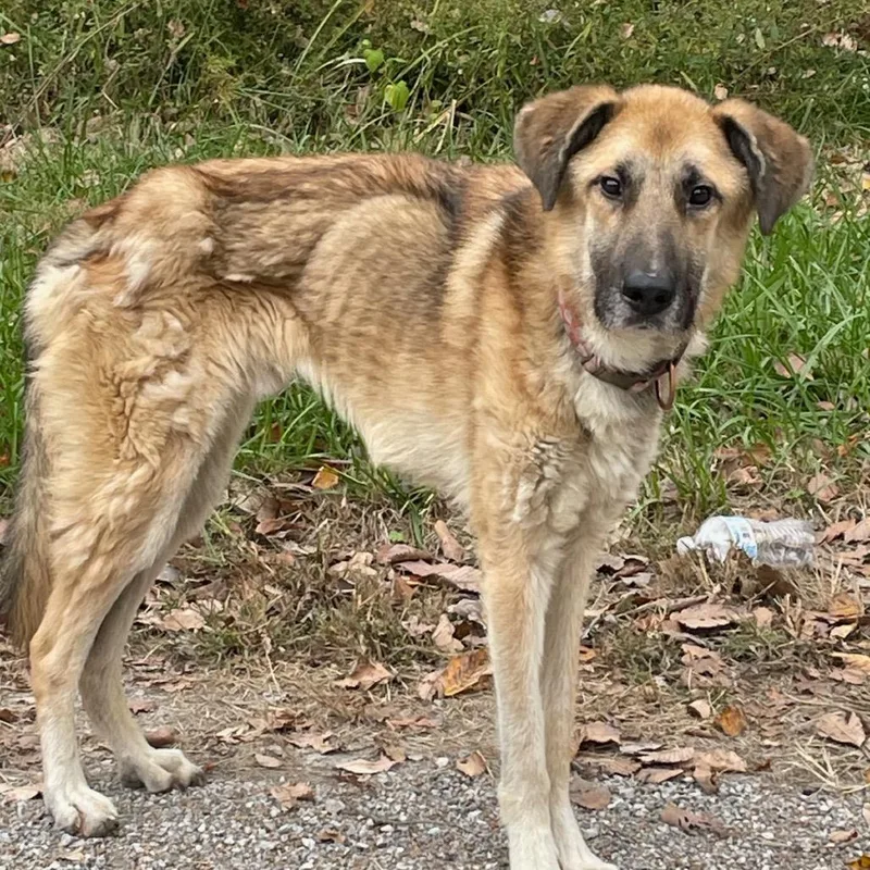 An adult medium-sized male Yellow / Tan / Blond / Fawn German Shepherd Dog named Orville for adoption in East Saint Louis, IL