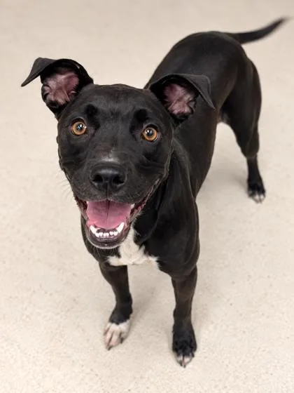 An adult medium-sized female Mixed Breed dog named Hallie for adoption in Gulfport, MS