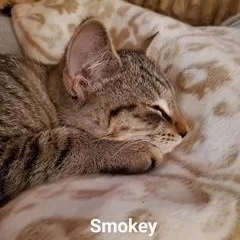 A baby medium-sized male Tabby (Tiger Striped) Domestic Short Hair cat named Smokey for adoption in Philadelphia, PA
