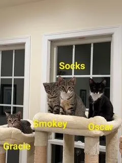 Smokey thumbnail 2