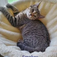 Smokey thumbnail 5