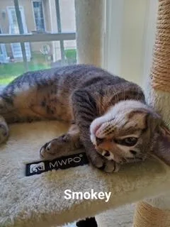 Smokey thumbnail 6