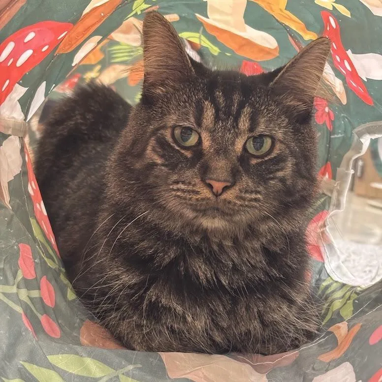 An adult large-sized female Domestic Long Hair cat named Serena for adoption in Kennett Square, PA