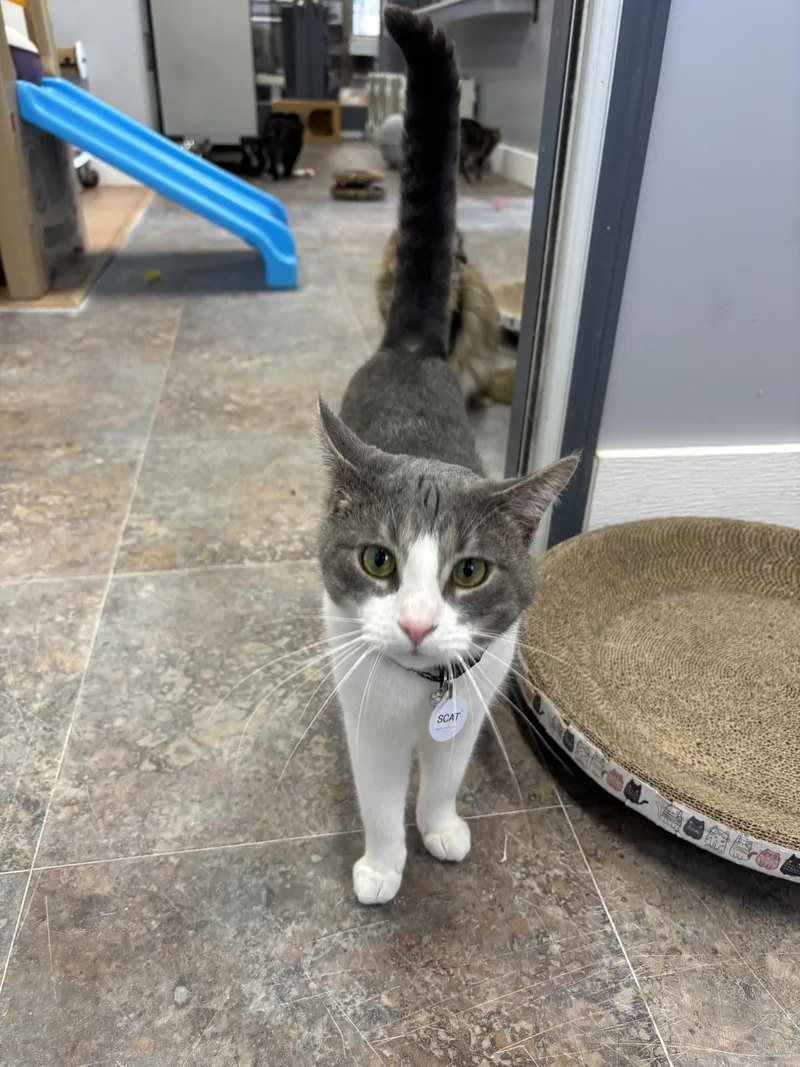 Scat Bakula thumbnail 2