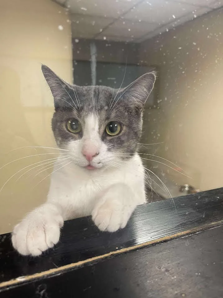 Scat Bakula thumbnail 3