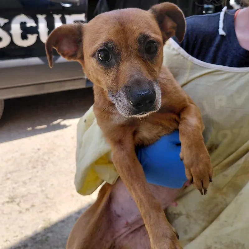 An adult small-sized female Brown / Chocolate Mixed Breed dog named Polly for adoption in LOXAHATCHEE, FL